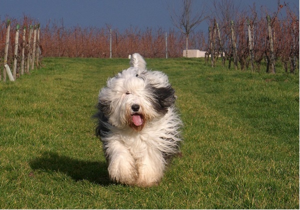 Mali Weihnachtsspaziergang_1484927949_1501228796.jpg